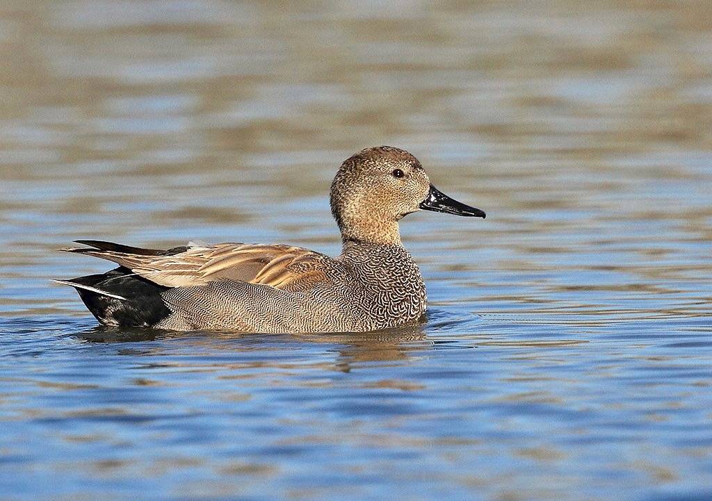 Ánade friso - Frisada - Canard chipeau - Canapiglia - Gadwall - Knarand - Anas strepera by Agustín Povedano is licensed under CC BY-NC-SA 2.0